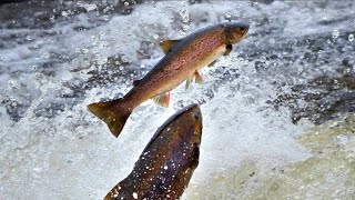 SALMONE SALMON La pesca a spinning e a mosca [upl. by Leahey362]