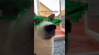 dog shiba funny cute cutedoge pets puppy eeveebork cuteanimals dogbreed [upl. by Htiekram164]