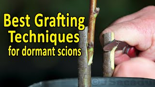 BEST Grafting Techniques using DORMANT SCIONS  Grafting Fruit Trees [upl. by Icak]