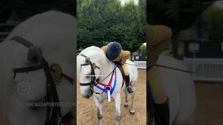 CONNEMARA RIDDEN CLASSES DUBLIN HORSE SHOW ‘23 connemara connemarapony ireland pony showing [upl. by Holman]