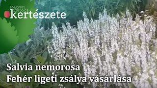 Salvia nemorosa  ligeti fehér zsálya vásárlás [upl. by Dihahs]