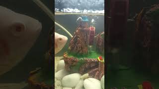 aquriam molly vs oscer fishtank fishing [upl. by Mcallister977]