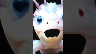 funny axolotl [upl. by Nosinned]