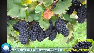 Useful Tips on Growing Thompson Seedless Grapes [upl. by Servetnick]