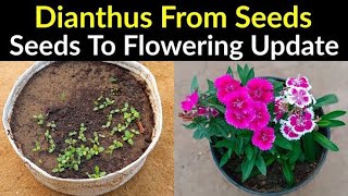 Grow Dianthus Flowers Vlogsforplants dianthus [upl. by Selinda]