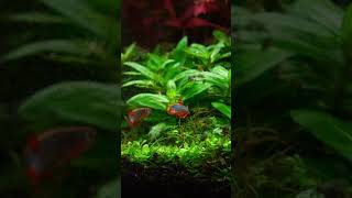 GALAXY RASBORA FISH 4K 🤯👌 [upl. by Foushee510]