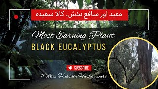 Black Eucalyptus benefits growth earning Friendly plant Plant Tree Breath Free Plant today [upl. by Thapa]