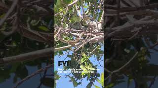 Encounter with a boomslang at Zeekoevlei 🐍 WildlifeWednesday Boomslang SnakesOfSouthAfrica [upl. by Atoiyanap]