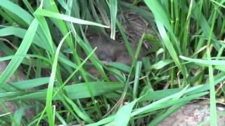 Robins Nest On the Ground [upl. by Tezzil]