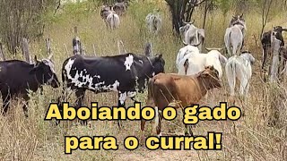 Aboiando o gado para o curral 🐂🤠🌵 pecuáriadosertão aboiandogadonosertãodaPB pecuariasustentavel [upl. by Ajit399]