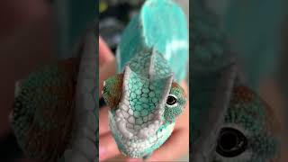 MindBlowing Fact About CHAMELEONS [upl. by Spragens]