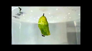 Monarch chrysalis parasitized by two pupal parasitoids [upl. by Llekcir]