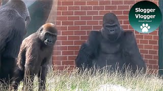 Silverback Gorilla Strikes at Son Prompting a Terrified Scream [upl. by Funch793]