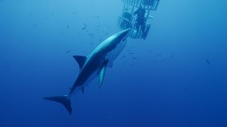 Scuba Diving with Great White Sharks [upl. by Secnarf999]