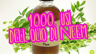 Olio di Neem come creare un pesticidaantiparassitario per cani gatti e piante bio naturale [upl. by Ennayram]