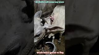 গরুর গায়ে পোকা 🙄✅ Eliminate Insects 🙄 souravlife shorts ytshorts [upl. by Corso]