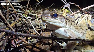 オキナワオオサワガニ、リュウキュウカジカガエル、ホルストガエル、シロオビアゲハ、オキナワキノボリトカゲ2023916 [upl. by Dyanne635]