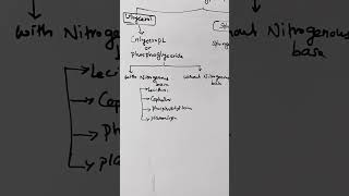 phospholipids lipids lecithin sphingomyelinlipidlipidmetabolism biochemistry shortsreels [upl. by Neerroc406]