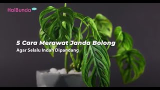 5 Cara Merawat Janda Bolong Agar Selalu Indah Dipandang [upl. by Luciano]