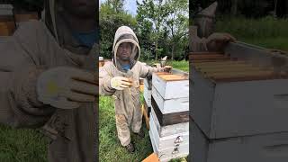 NEW Beekeeping Tools built by Thorne Mfg bee beekeeping [upl. by Gawain]