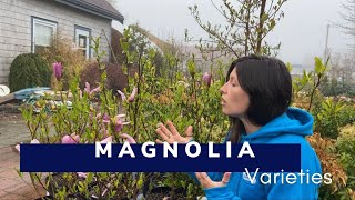 Beautiful Magnolia Varieties [upl. by Seen]