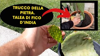 Fichi DIndia Come Moltiplicare il fico dindia dalla pala TRUCCO CON LA PIETRA [upl. by Kursh]