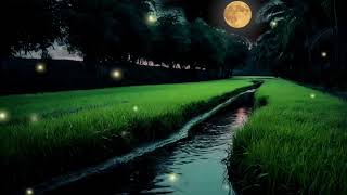 Forest sounds  crickets amp frogs summer night sounds nighttime ambience for sleeping [upl. by Britteny]