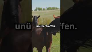 Faszinierende Fakten über Lipizzaner Die edlen Pferde factsofnature tiere animals [upl. by Yddur518]