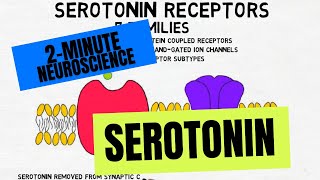 2Minute Neuroscience Serotonin [upl. by Llennahs110]