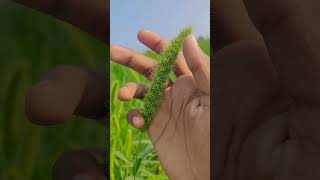 setaria viridissetaria viridis [upl. by Noffihc]