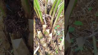 Palm pruning palmoil palmtree viralshort pruning new palmoilmalaysia malaysia shorts [upl. by Attenwad]