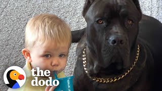 Baby Grows Up With His 125Pound Dog  The Dodo Soulmates [upl. by Swane]