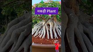 Build Spider Roots of the Plant  Gardening  Bonsai Tree [upl. by Hunger581]