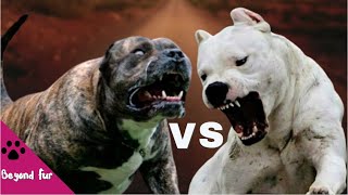 Dogo Argentino vs Presa CanarioFight Comparison [upl. by Setsero]