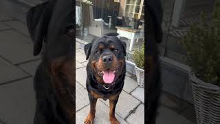 Docked tails are a no go❌ dog rottweiler dogbreed dogs rottweilerpuppy funny funnyanimals [upl. by Arytas863]