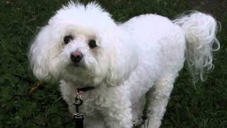 How to stop bichon frise barking Finally [upl. by Sallad862]