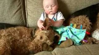 Airedale Terrier and baby  Ear scratches with Ptolemy [upl. by Frey]