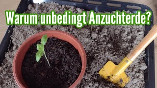 Warum Anzuchterde verwenden Kann man auch Gartenerde nehmen statt Aussaaterde Gemüse vorziehen [upl. by Wolfram]