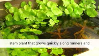 Hydrocotyle leucocephala  Brazilian Pennywort Live Pond Plant [upl. by Arot438]