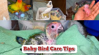 How to Baby Parrot Feeding at Home  Baby Bird hand feeding amp Care Tips 2024 [upl. by Leon]