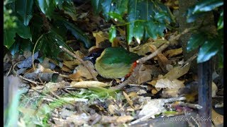 Noisy Pitta Pitta versicolor  Lärmpitta 1 [upl. by August]