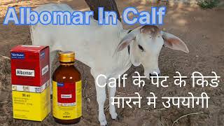 Albomar use in calf [upl. by Trammel]