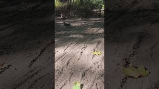 🐿the squirrel is afraid to take the nutsquirrelvideos animalsvideo [upl. by Hart]