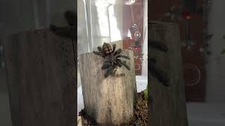 Titan TarantulaVenezuelan Suntigertarantula pet spider exotic [upl. by Chimene]