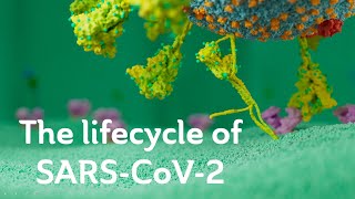 The lifecycle of SARSCoV2 Scientific version [upl. by Ynalem178]