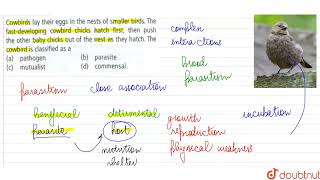 Cowbirds lay their eggs in the nests of smaller birds The fastdeveloping cowbird chicks hatch [upl. by Sayers]