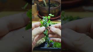 diy tutorial Easy Insect terrarium for mantis  spiders insects terrarium [upl. by Allys]