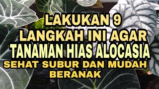 9 LANGKAH AGAR TANAMAN HIAS ALOCASIA TUMBUH SUBUR SEHAT DAN MUDAH BERANAK PINAK [upl. by Hsemar862]