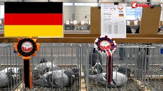 Germany Niemcy Deutschland  Olimpiada Gołębi Brieftauben Olympiade Poznań 2019 [upl. by Nnor]