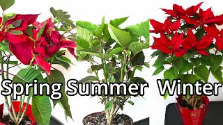 Poinsettia Care Throughout The Year [upl. by Shum]